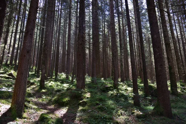 Riva vadisindeki ormanın çam ağaçları arasında ışık huzmeleri