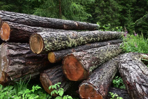 Pine Logs Stacked Edge Woods — Stock Photo, Image