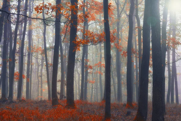 Foggy Forest Autumn — Stock Photo, Image