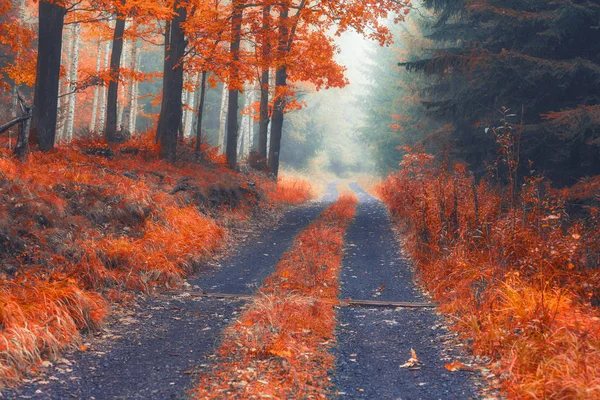 가을의 소나무숲 — 스톡 사진