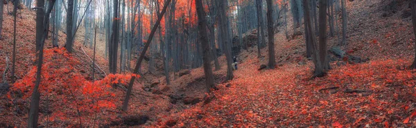 Syksy Metsässä — kuvapankkivalokuva