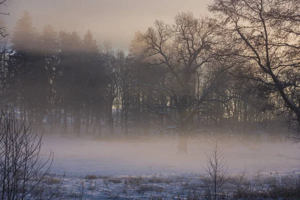 Automne Dans Forêt — Photo