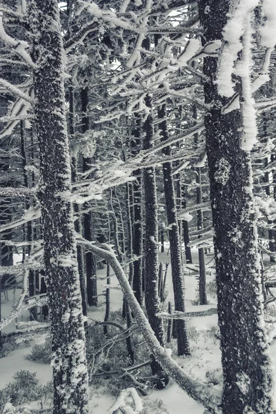 Winter Trees Frost Nad Snow — Stock Photo, Image