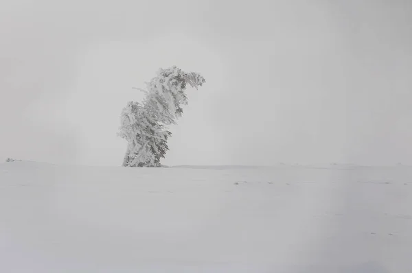 Inverno Karkonosze Nebbia Gelo Neve — Foto Stock