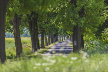 Bahar kırsal manzara manzara