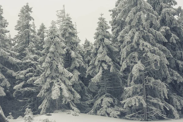 Zimní Říši Divů Sníh Scenic — Stock fotografie