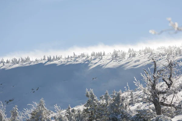 Зима Карконоше Туман Мороз Над Снегом — стоковое фото