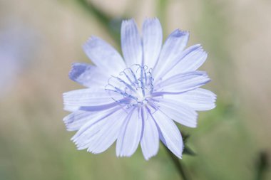 Güzel bir hindiba örneği. Odaklanmamış yeşil bir geçmişi var. Bahar konsepti.