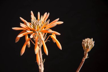 Siyah arkaplanlı turuncu aloe vera kaktüs çiçekleri. Yatay görüntü. Çiçek konsepti.