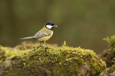 Great tit perched on a moss-filled rock looking for food. Concept of wild animals.