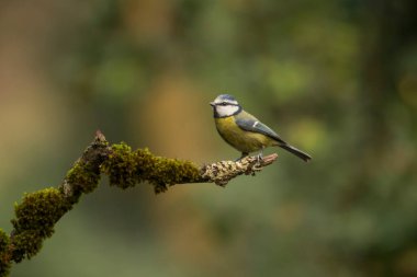 Blue tit perched on a branch in the forest with the green background out of focus. Concept of wild birds.
