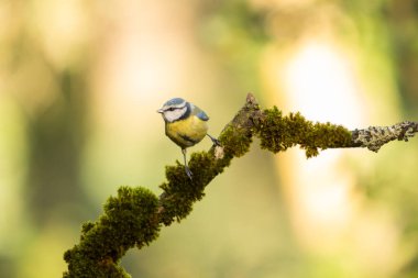Blue tit perched on a branch in the forest. Concept of wild birds.