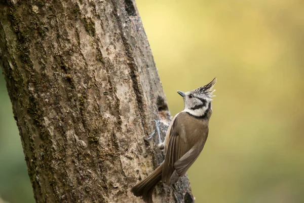 Crested Tit Perched Tree Trunk Search Food Concept Wild Birds — Stok fotoğraf
