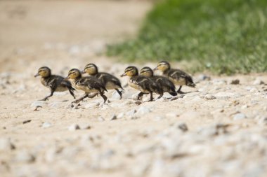 Nehir kıyısında koşan altı ördek yavrusu. Yatay görüntü. Vahşi yaşam kavramı.