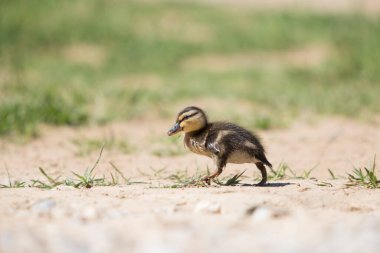 Bebek Mallard ördeği nehir kıyısında yürüyor. Hayvanın yan görüntüsü. Kopyalama alanı ile hoizontal görüntü. Vahşi yaşam konsepti.