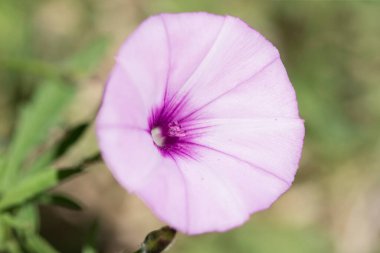 Tarlada sıradan bir sabah zaferinin portresi. Güzel leylak çiçeği. Çiçek kavramı.