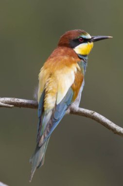 bir dal üzerinde tünemiş arı kuşugiller.