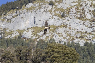 Sakallı akbaba Pireneler 'deki topraklarında uçuyor..