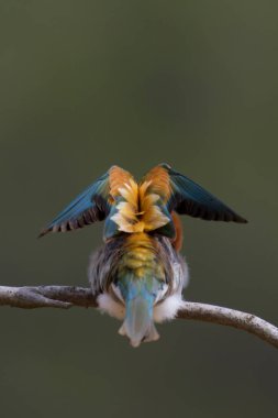 Kanatlarını açan bir dala tünemiş arı yiyici.