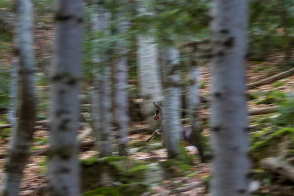 Chamois Berjalan Melalui Hutan — Stok Foto