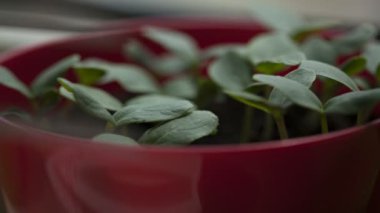 Zaman atlamalı bir çiçek tencereye büyüyen salatalık