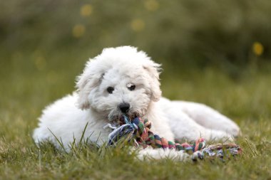 Açık havada bahçede oynayan beyaz kaniş köpek yavrusu