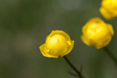 Çayırdaki Avrupa Trol Çiçekleri