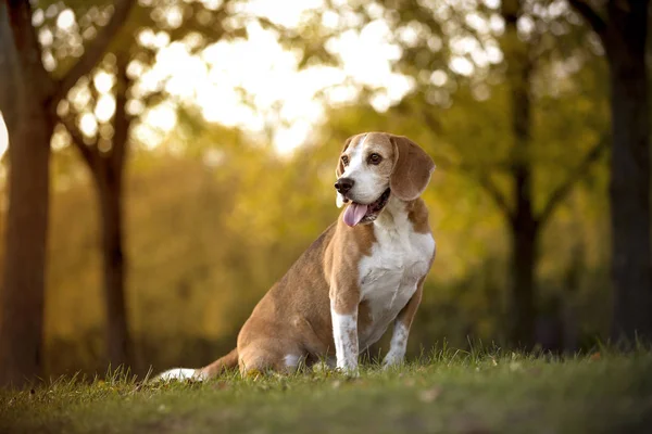 Retrato Cão Beagle Luz Outonal — Fotografia de Stock