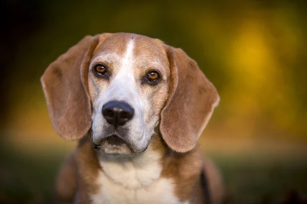 Retrato Perro Beagle Luz Otoñal —  Fotos de Stock