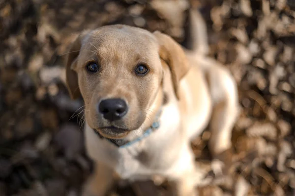 Fiatal Golden Retriever Kiskutya Játszik Szabadban — Stock Fotó