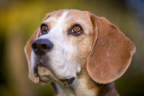 Porträt Eines Beagle Hundes Herbstlichen Licht — Stockfoto