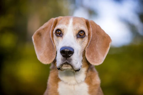 Porträtt Beagle Hund Höstens Ljus — Stockfoto