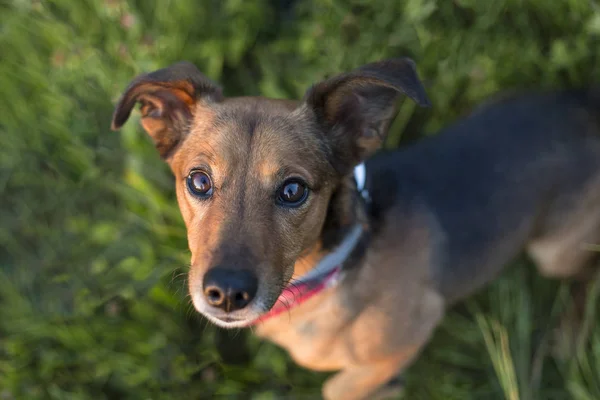 Retrato Terrier Dachshund Mix Aire Libre —  Fotos de Stock