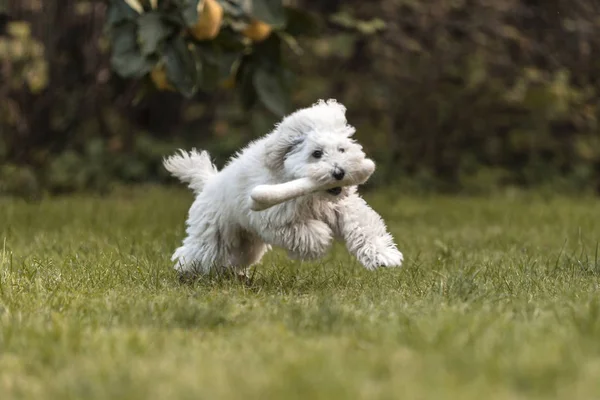 Cucciolo Bianco Che Gioca Giardino All Aperto — Foto Stock