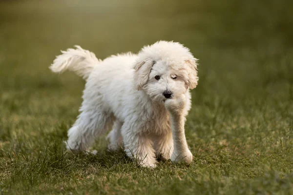 Cucciolo Bianco Che Gioca Giardino All Aperto — Foto Stock