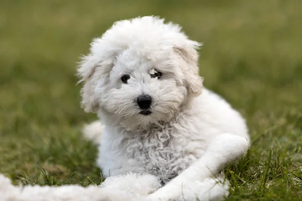 Retrato Cachorro Poodle Branco Livre — Fotografia de Stock