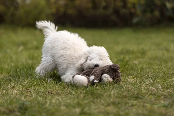 Chiot Caniche Blanc Jouant Dans Jardin Extérieur — Photo