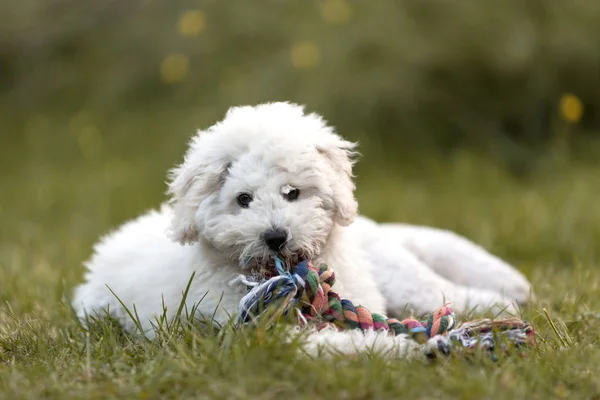 White Poodle Puppy Playing Garden Outdoors — Stock Photo, Image