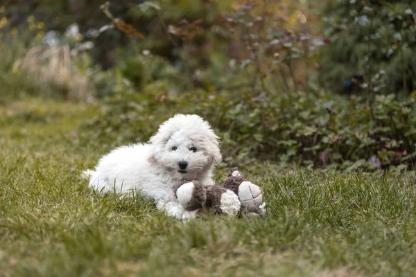 Portret Van Een Witte Poedel Pup Buiten — Stockfoto