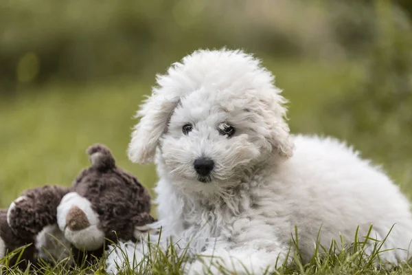 Portret Van Een Witte Poedel Pup Buiten — Stockfoto