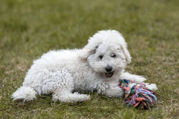 Poodle Blanco Cachorro Jugando Jardín Aire Libre —  Fotos de Stock