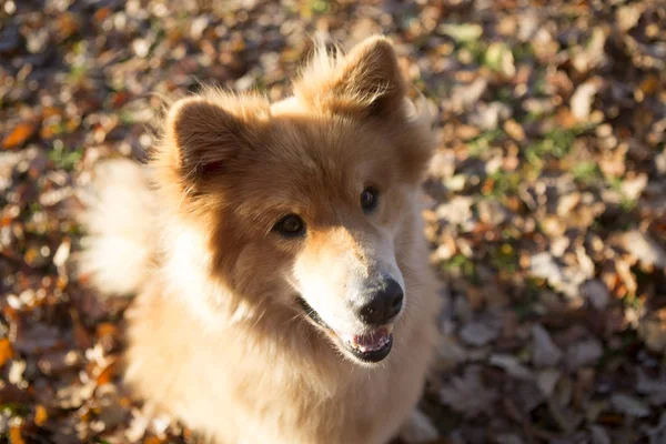 Portrét Euroasijského Psa Venku Podzim — Stock fotografie