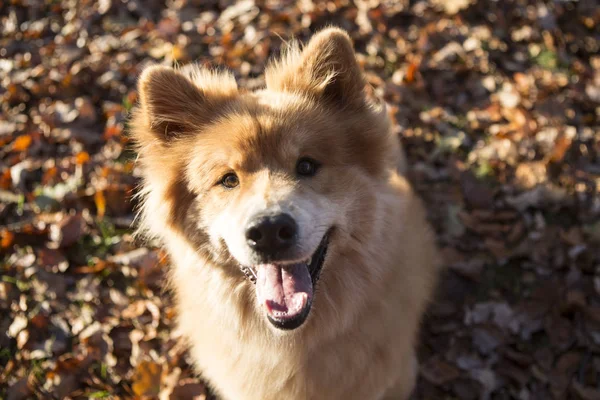 Retrato Perro Euroasiático Aire Libre Otoño —  Fotos de Stock