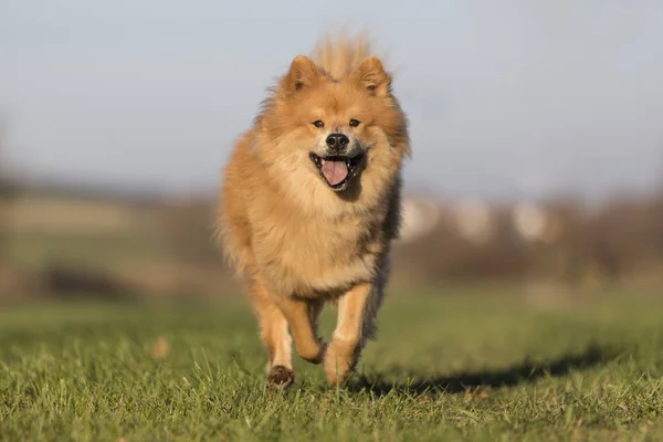 Портрет Евразийской Собаки Открытом Воздухе Осенью — стоковое фото