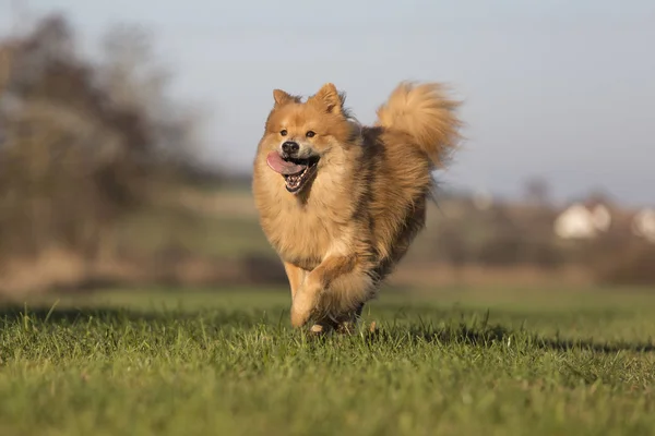 Retrato Perro Euroasiático Aire Libre Otoño —  Fotos de Stock