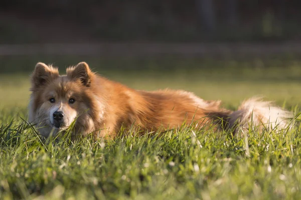 Retrato Perro Euroasiático Aire Libre Otoño —  Fotos de Stock