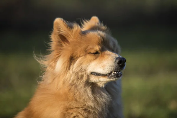 Retrato Perro Euroasiático Aire Libre Otoño —  Fotos de Stock