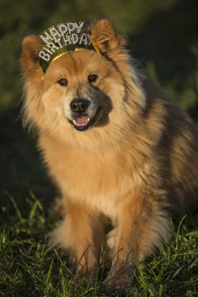 Junger Eurasischer Rüde Mit Happy Birthday Haar Reif — Stockfoto