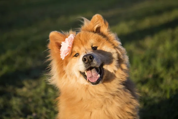 Porträt Eines Jungen Eurasischen Hundes Mit Blume Freien — Stockfoto