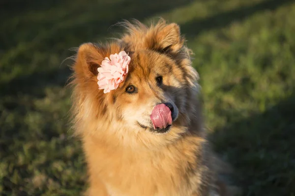 Retrato Jovem Cão Eurasiano Com Flor Livre — Fotografia de Stock